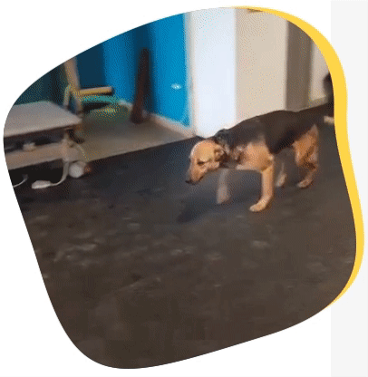 animal named Blaki before the help