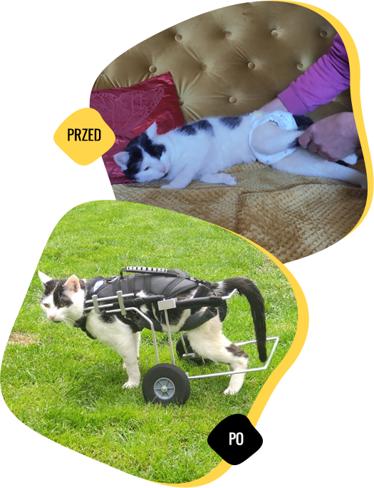 animal named Emilek before and after the help