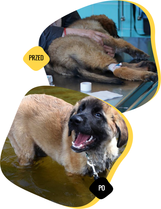 animal named Leon before and after the help