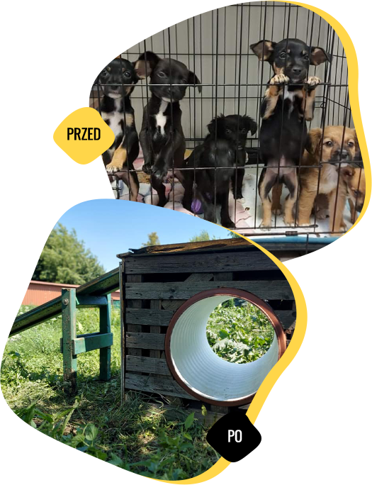 pound in Żyrardów before and after the help