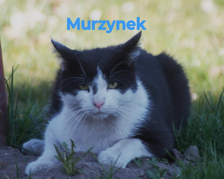 Murzynek/