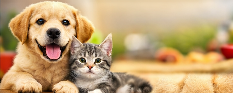 Pomagaj Codziennie Banner