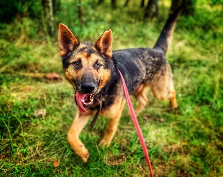 Oskar