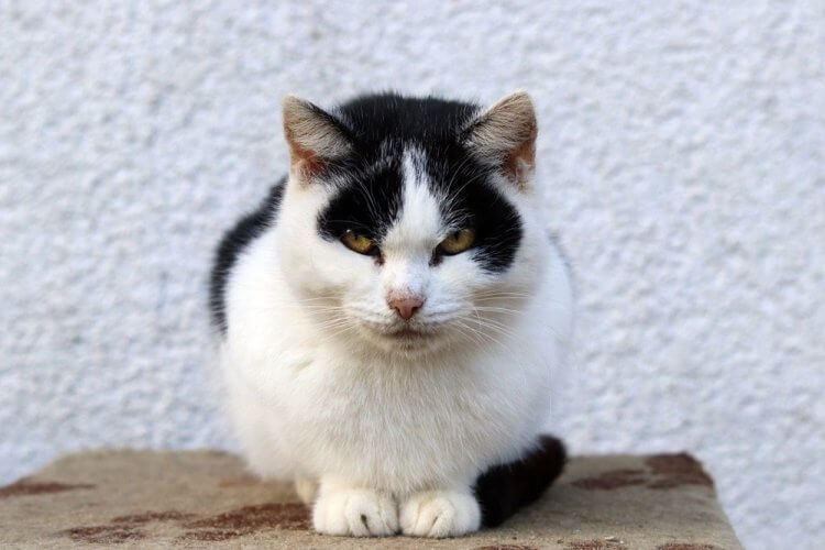 Kusia