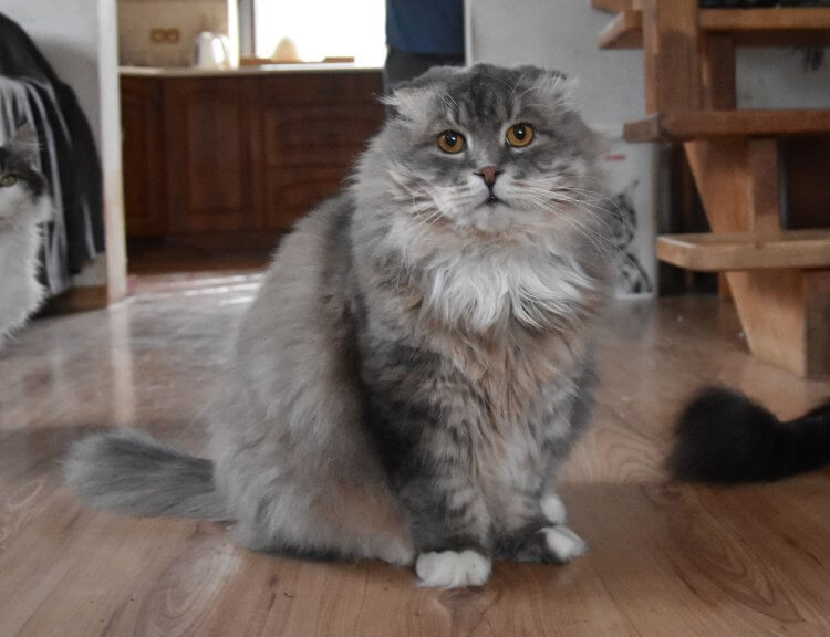 Pokrovski