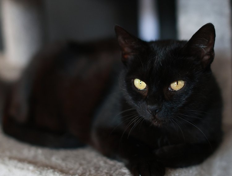 Nyx