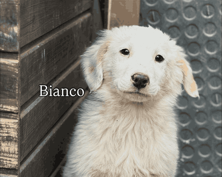 Bianco/