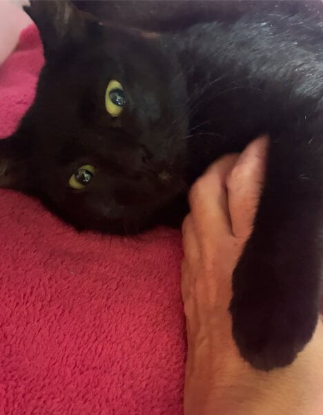 Lilla