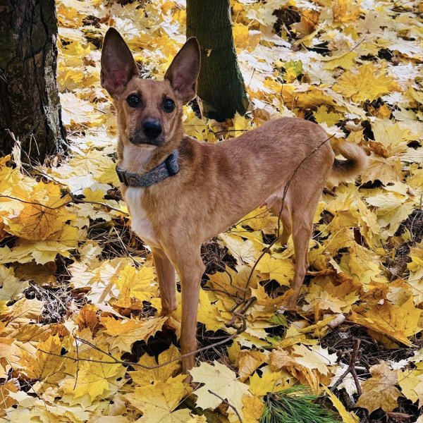 Paco