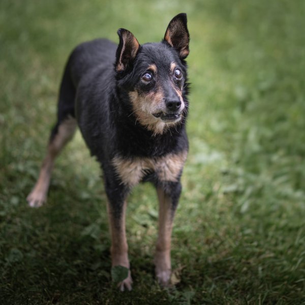 Roki