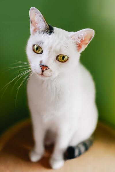 Misia