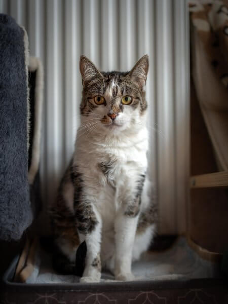 Freja