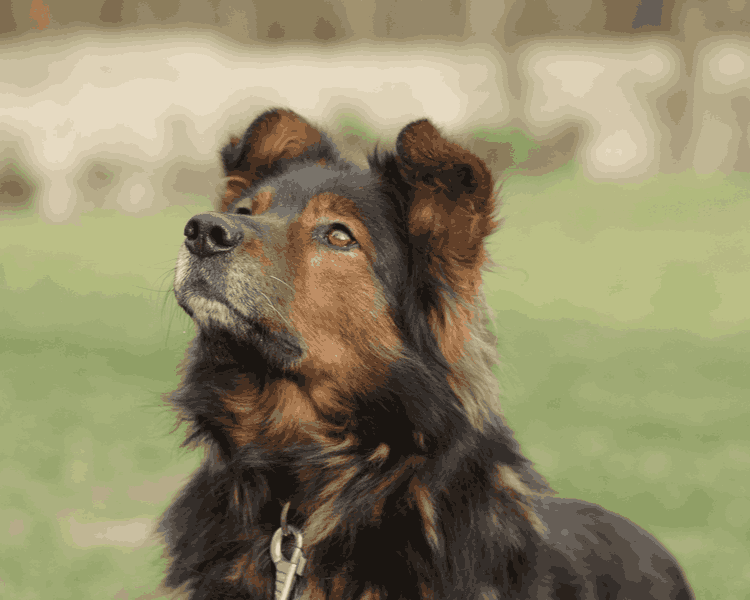 Zorro/