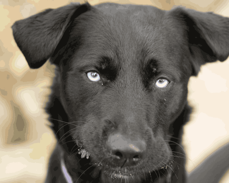 Brutus/